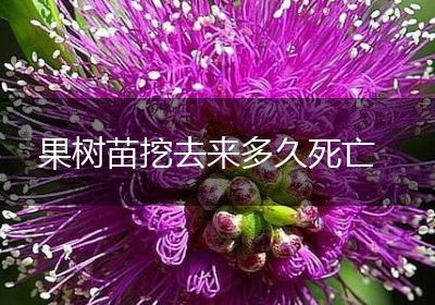 果树苗挖去来多久死亡