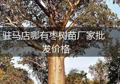 驻马店哪有枣树苗厂家批发价格