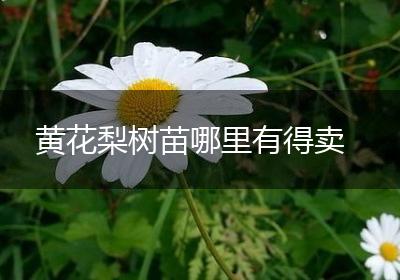 黄花梨树苗哪里有得卖