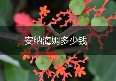 安纳海姆多少钱