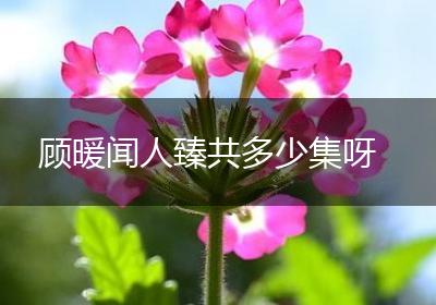 顾暖闻人臻共多少集呀