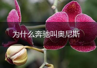 为什么奔驰叫奥尼斯