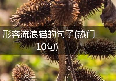 形容流浪猫的句子(热门10句)