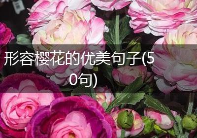形容樱花的优美句子(50句)