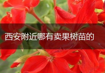 西安附近哪有卖果树苗的
