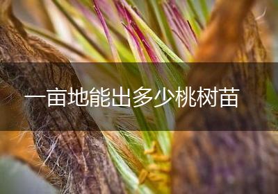 一亩地能出多少桃树苗