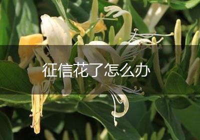 征信花了怎么办