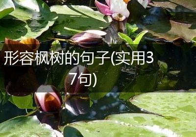 形容枫树的句子(实用37句)
