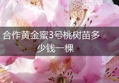 合作黄金蜜3号桃树苗多少钱一棵