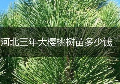 河北三年大樱桃树苗多少钱