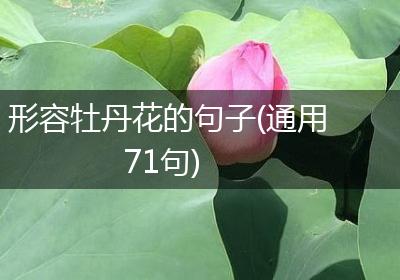 形容牡丹花的句子(通用71句)