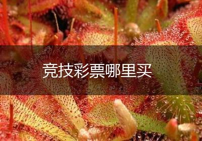 竞技彩票哪里买