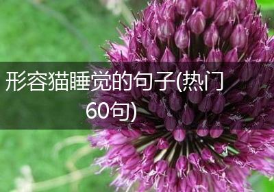 形容猫睡觉的句子(热门60句)