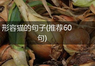形容猫的句子(推荐60句)