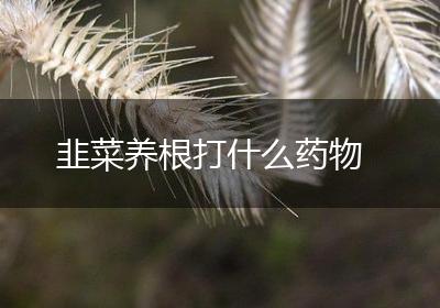 韭菜养根打什么药物