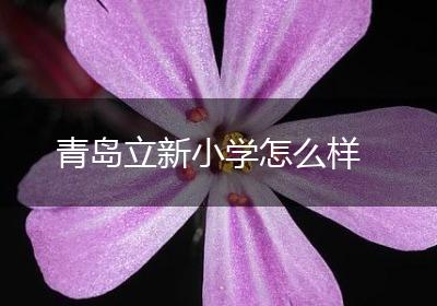 青岛立新小学怎么样