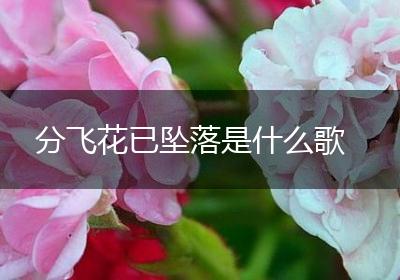 分飞花已坠落是什么歌