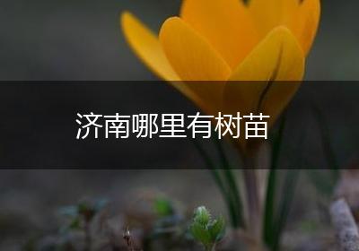 济南哪里有树苗