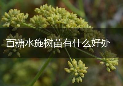 百糖水施树苗有什么好处