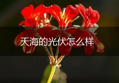 天海的光伏怎么样