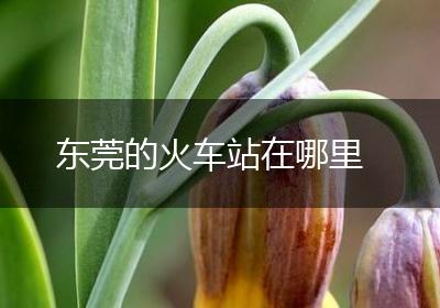 东莞的火车站在哪里