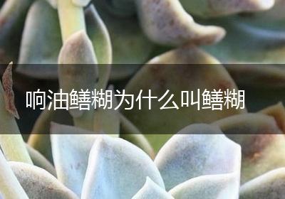 响油鳝糊为什么叫鳝糊