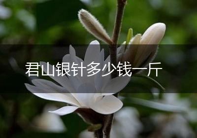 君山银针多少钱一斤