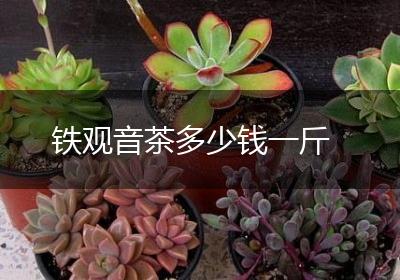铁观音茶多少钱一斤