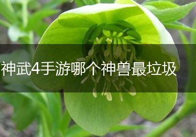 神武4手游哪个神兽最垃圾