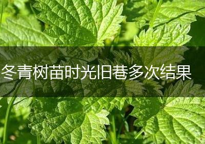 冬青树苗时光旧巷多次结果