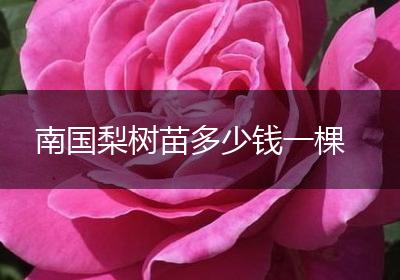 南国梨树苗多少钱一棵