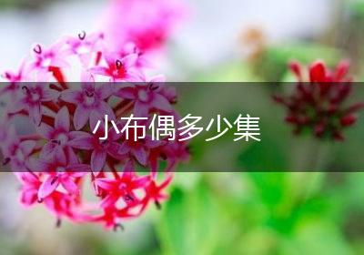 小布偶多少集