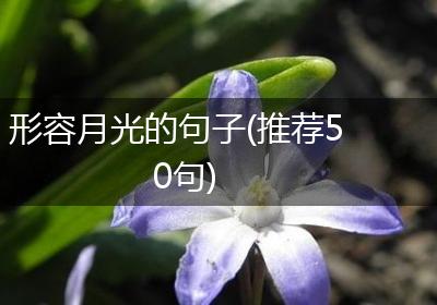 形容月光的句子(推荐50句)