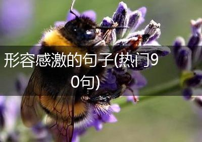 形容感激的句子(热门90句)