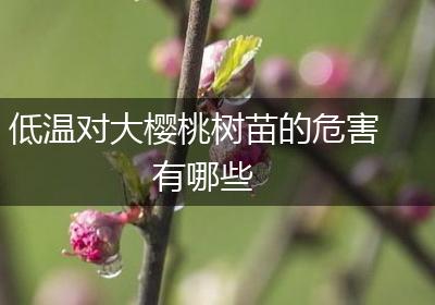 低温对大樱桃树苗的危害有哪些