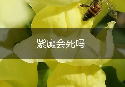 紫癜会死吗