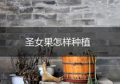 圣女果怎样种植