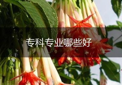 专科专业哪些好
