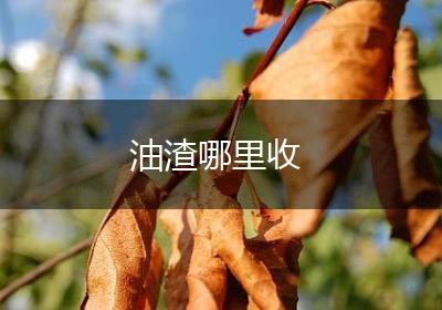 油渣哪里收