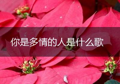 你是多情的人是什么歌