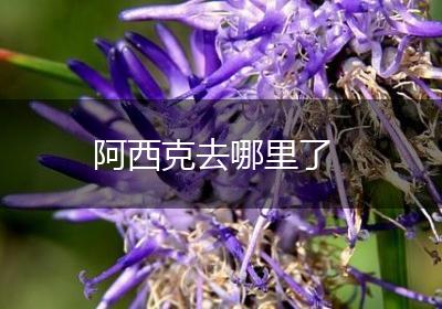 阿西克去哪里了