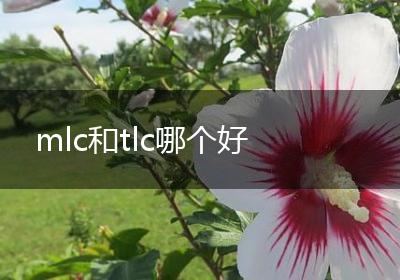 mlc和tlc哪个好