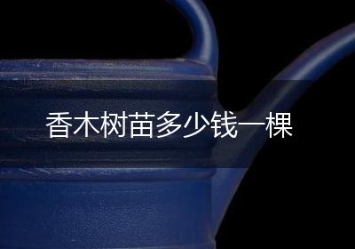 香木树苗多少钱一棵