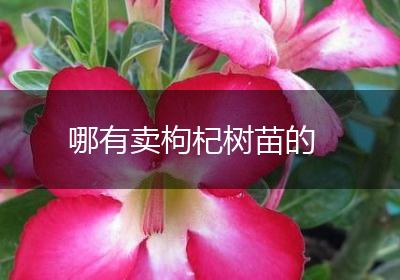 哪有卖枸杞树苗的