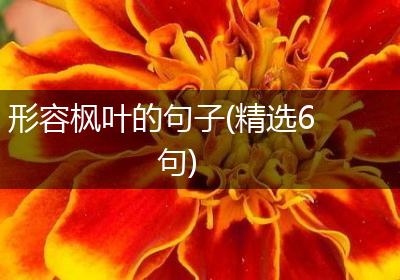 形容枫叶的句子(精选6句)