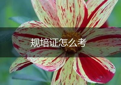规培证怎么考