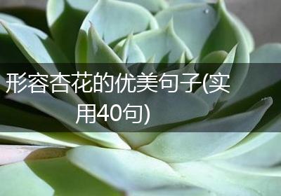 形容杏花的优美句子(实用40句)