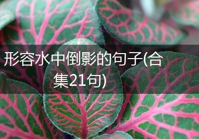 形容水中倒影的句子(合集21句)