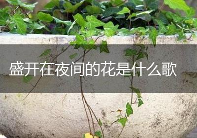 盛开在夜间的花是什么歌