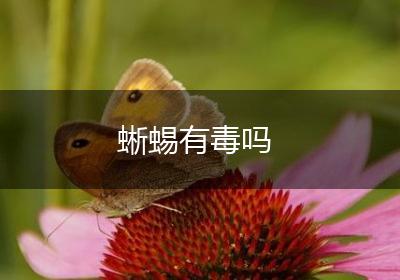 蜥蜴有毒吗